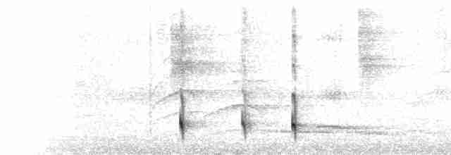  - Slate-headed Tody-Flycatcher