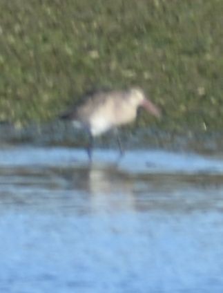 Black-tailed Godwit - Sally Anderson