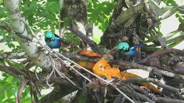 Seven-colored Tanager - ML524458791
