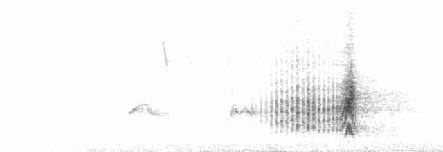  - White-throated Flycatcher