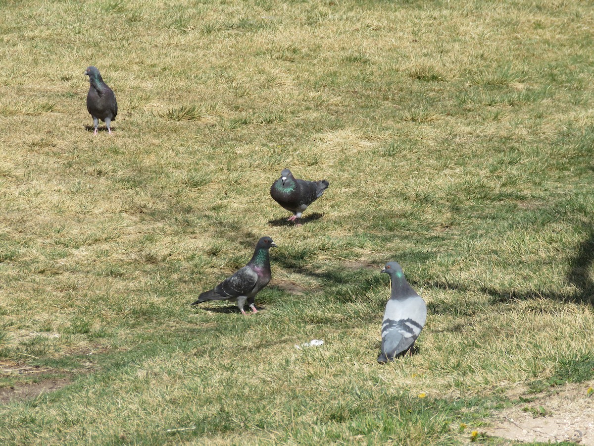Rock Pigeon (Feral Pigeon) - ML52446721