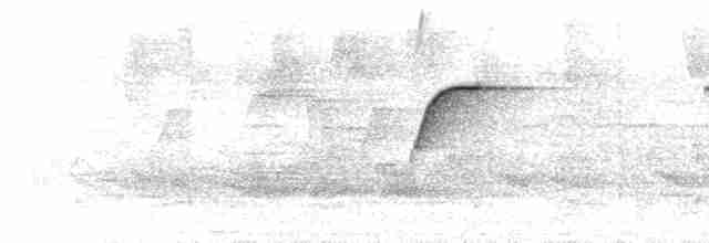  - Yellowish Flycatcher