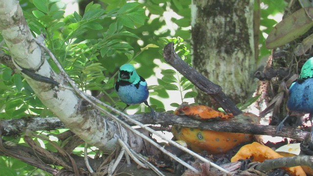 Seven-colored Tanager - ML524470141
