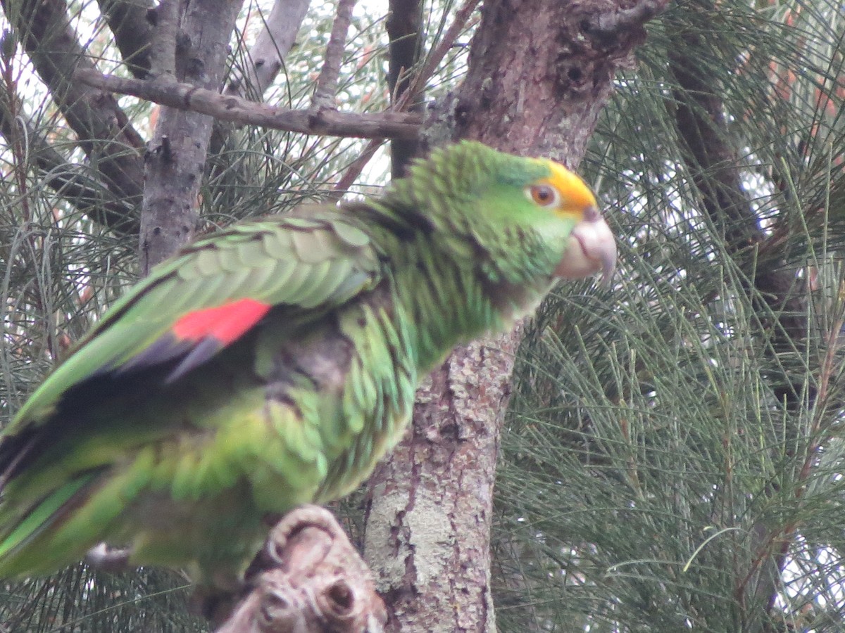 Yellow-crowned Parrot - Bart Scott