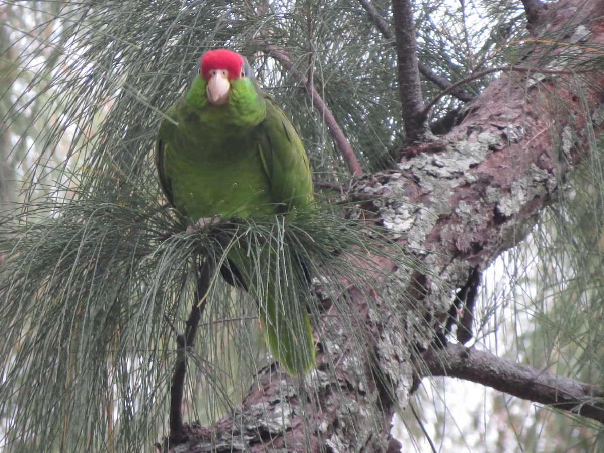 Red-crowned Parrot - Bart Scott