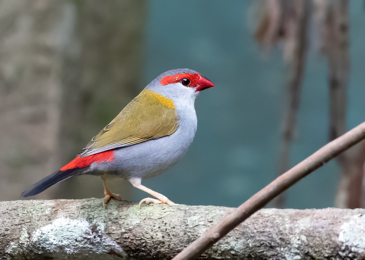 Red-browed Firetail - ML524472671