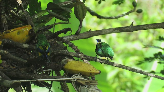 Seven-colored Tanager - ML524474561