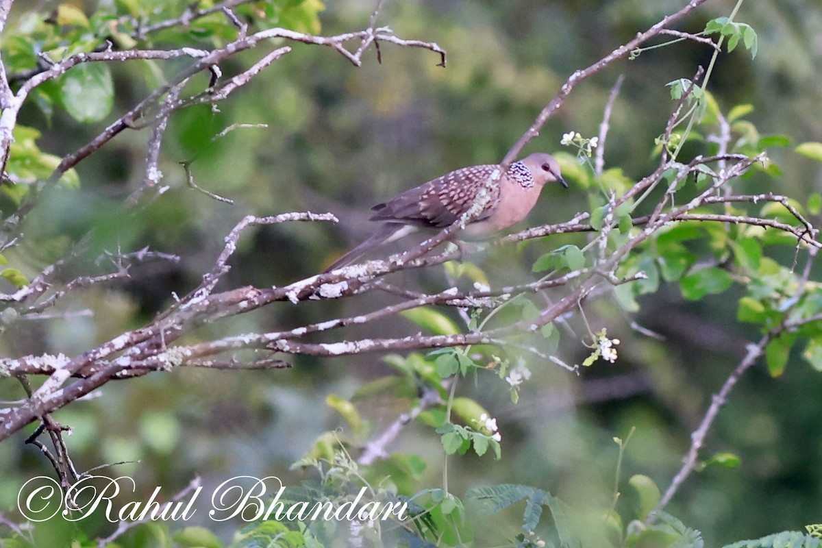 Spotted Dove - Rahul Bhandari