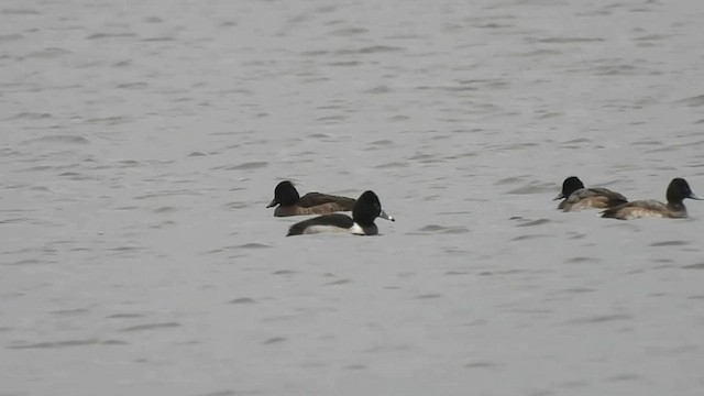 Tufted Duck - ML524477211