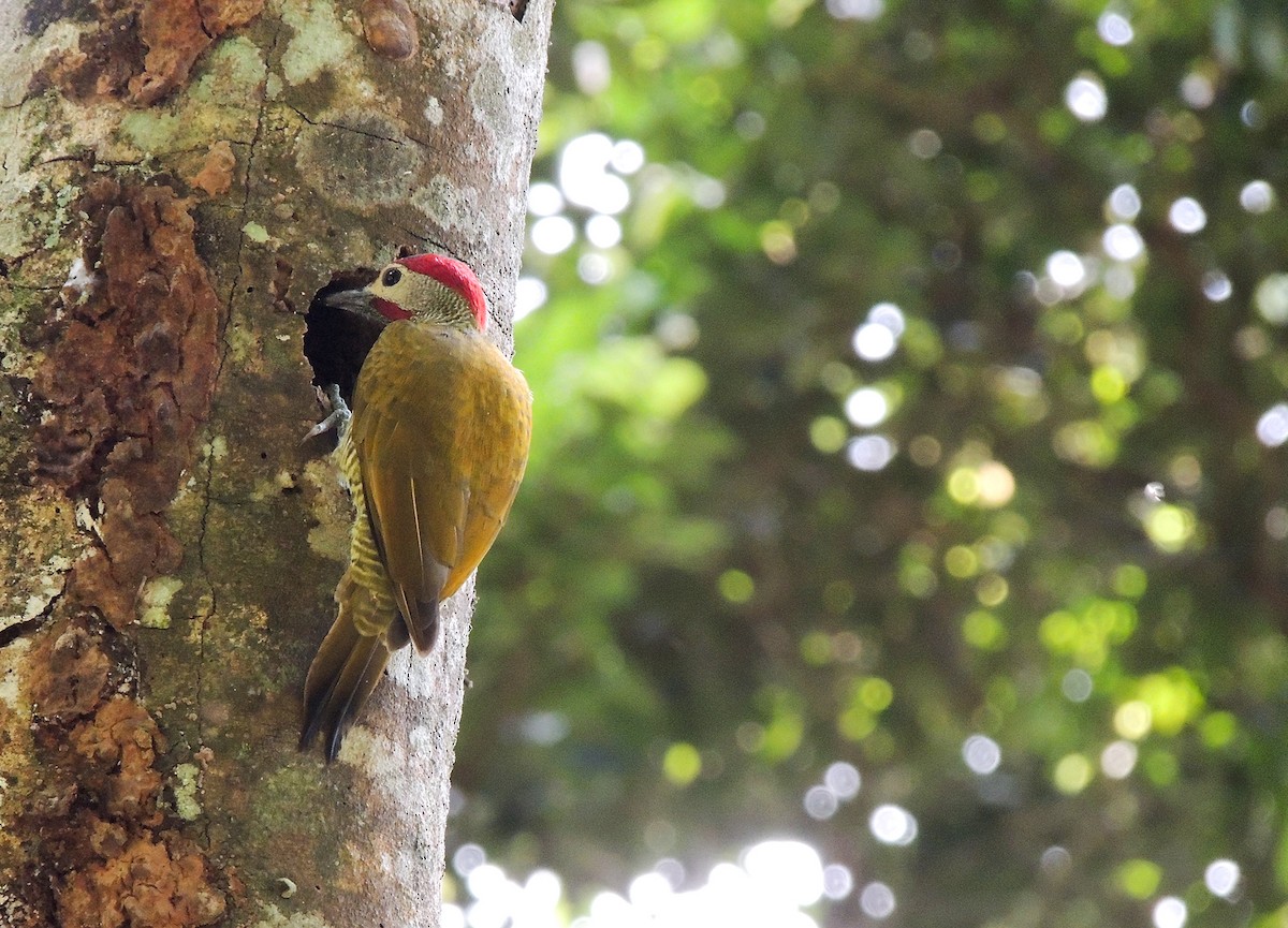 Golden-olive Woodpecker - ML524477641