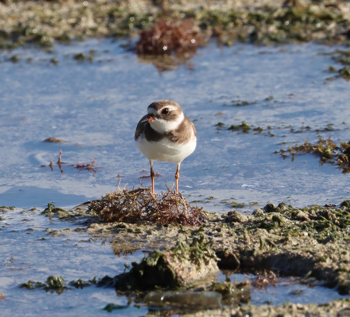 Semipalmated Plover - ML524478291