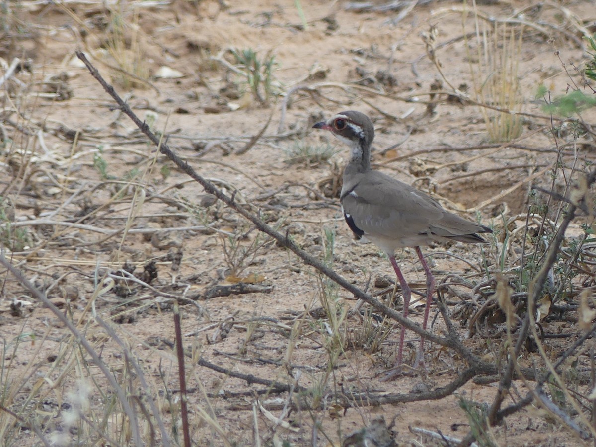 Bronze-winged Courser - Stephen McCullers