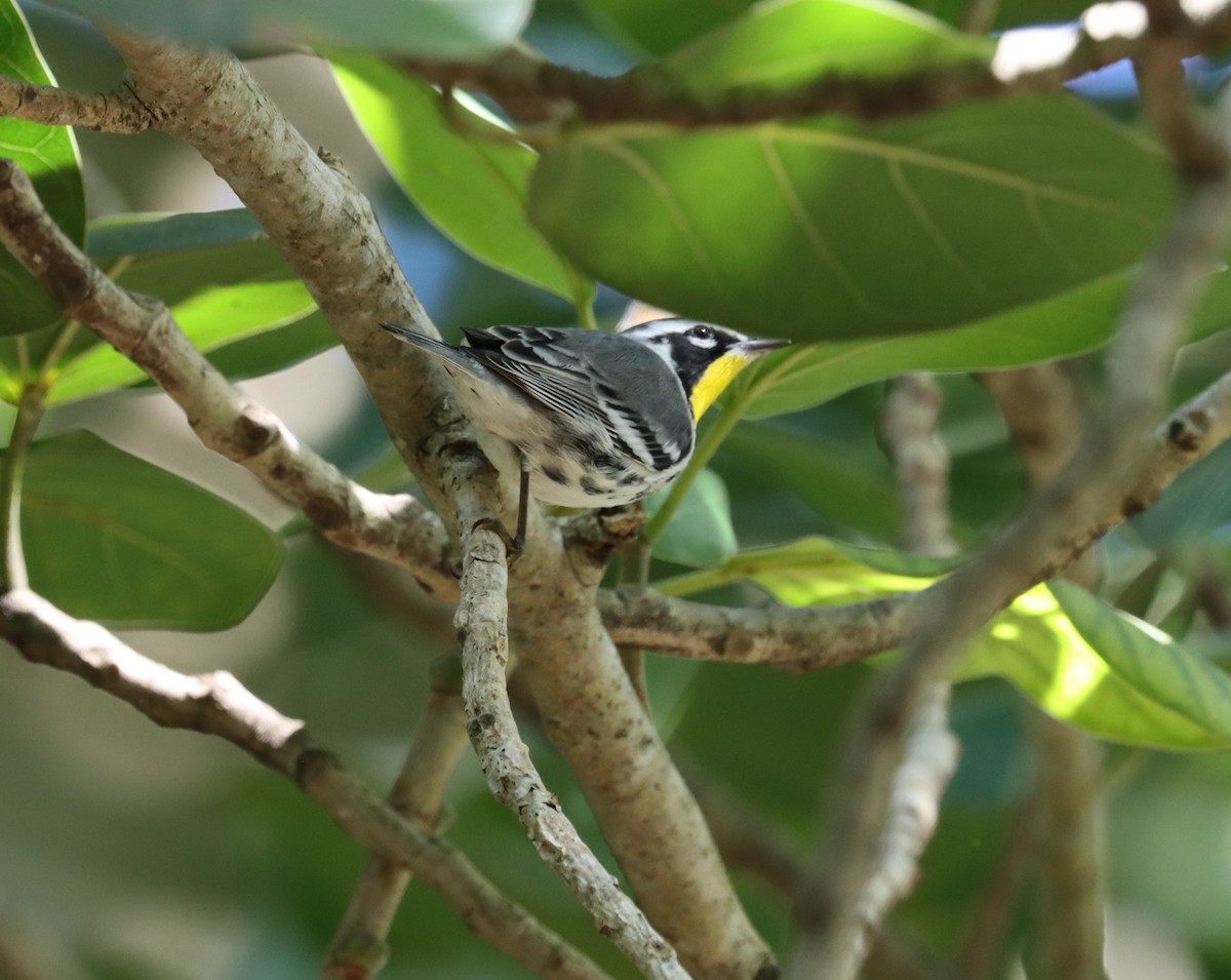 Yellow-throated Warbler - Mary Mendez