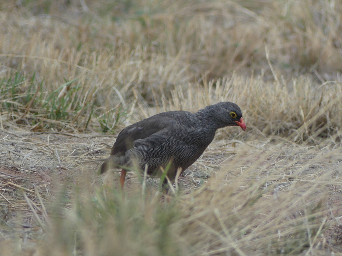 Red-billed Spurfowl - Stephen McCullers