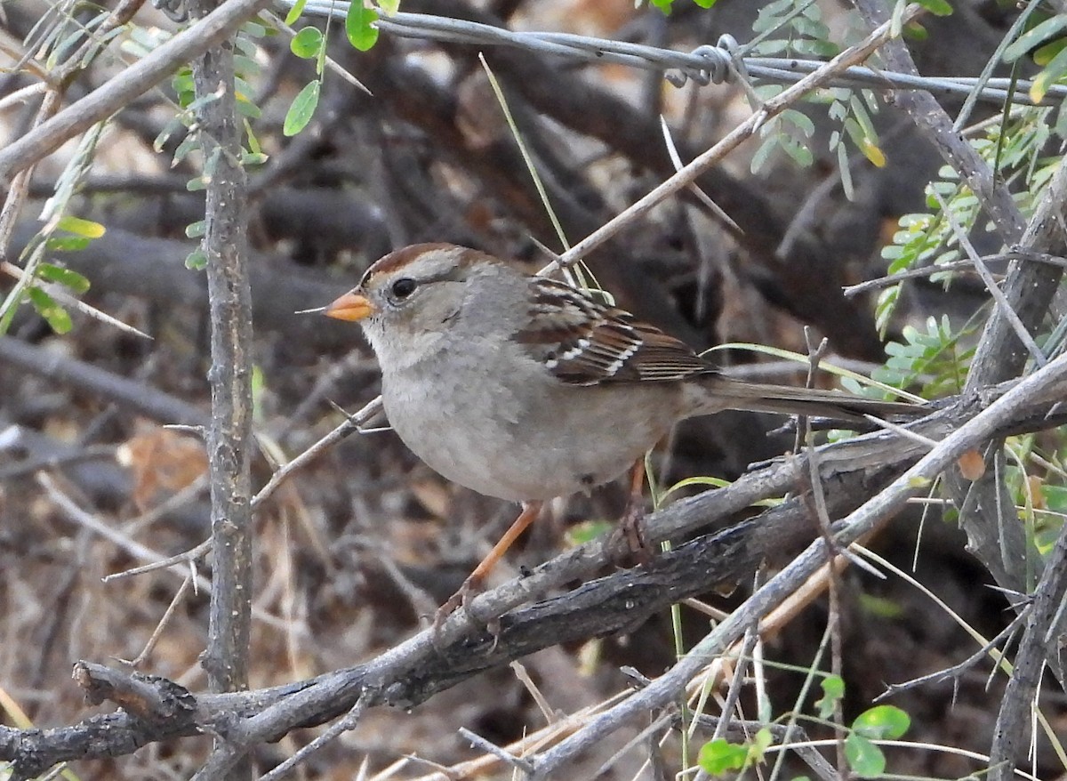 White-crowned Sparrow - ML524482011