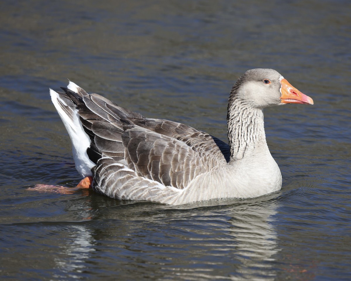 Graylag Goose (Domestic type) - Debbie Kosater