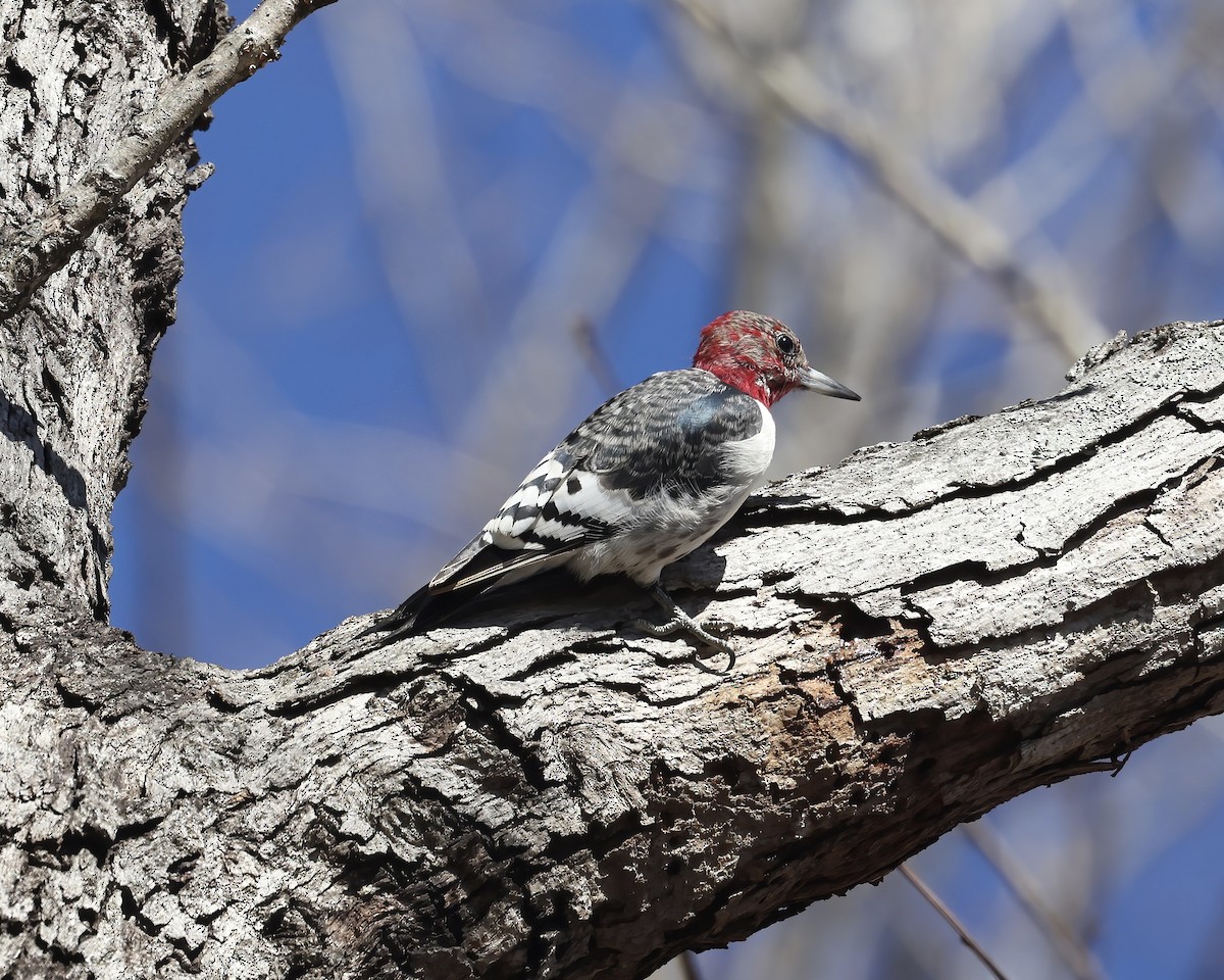 Red-headed Woodpecker - Debbie Kosater