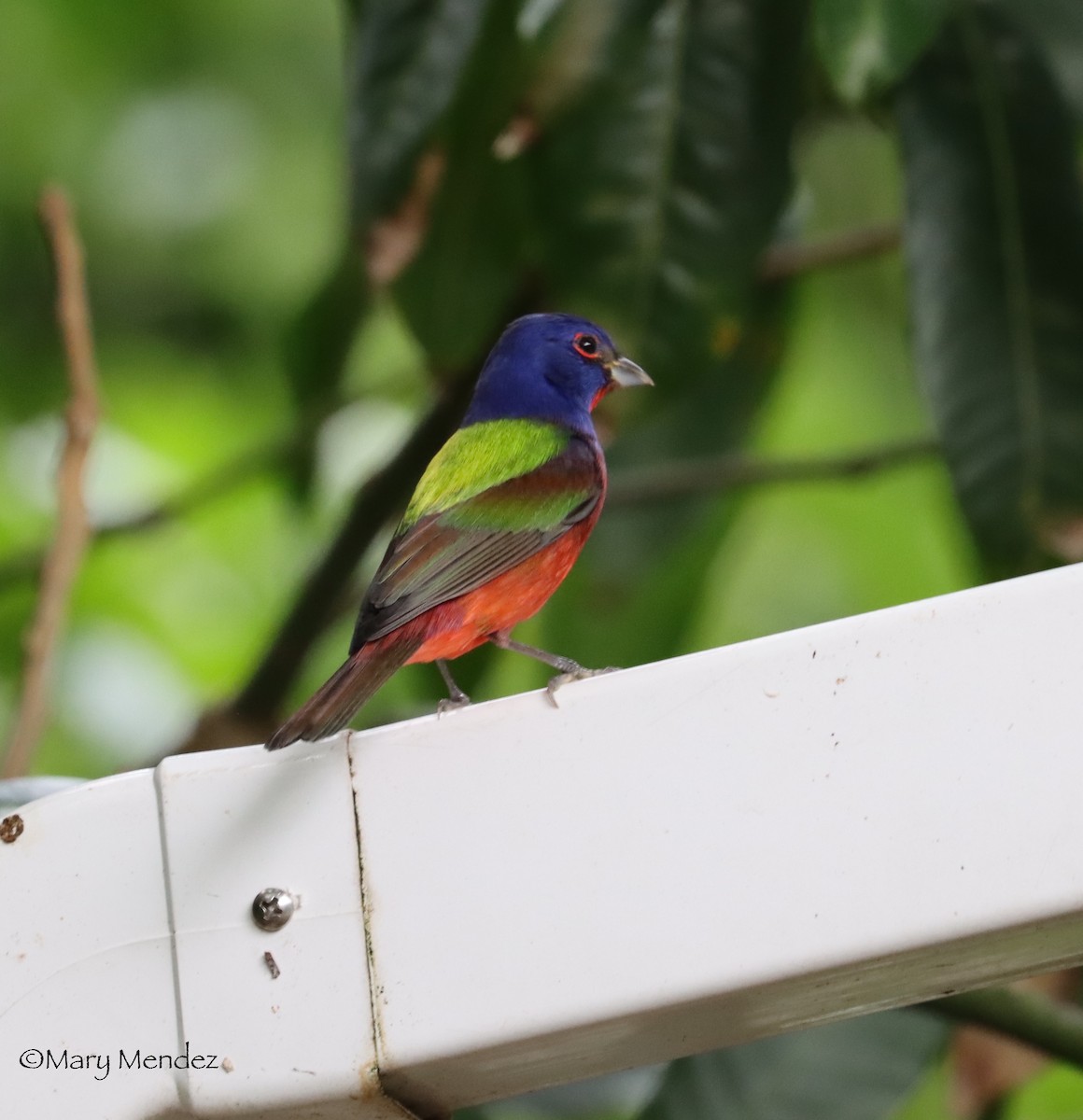 Painted Bunting - ML524482291