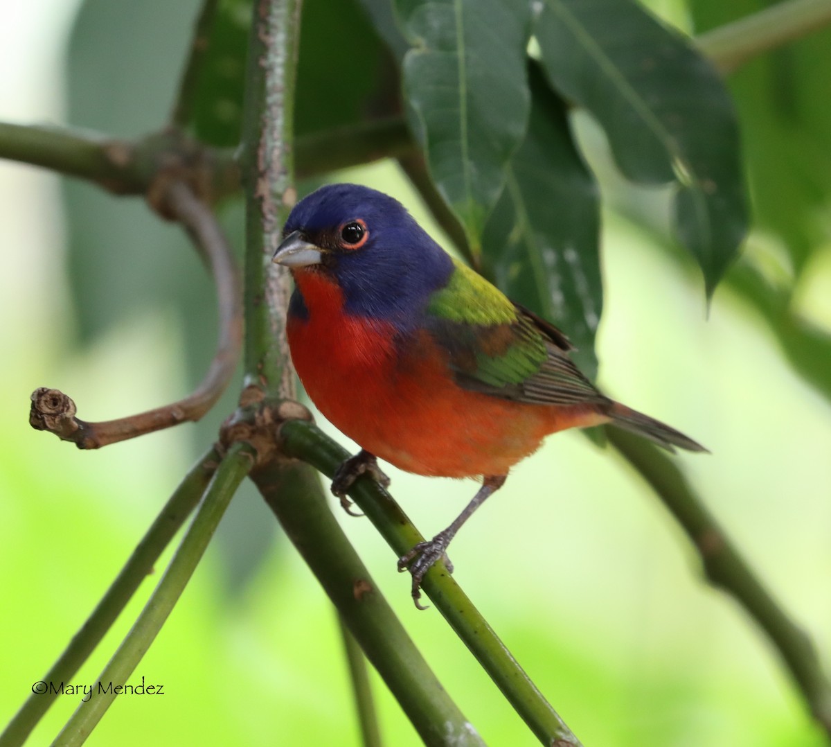 Painted Bunting - ML524482301