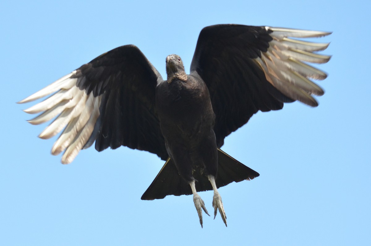Black Vulture - ML52448521