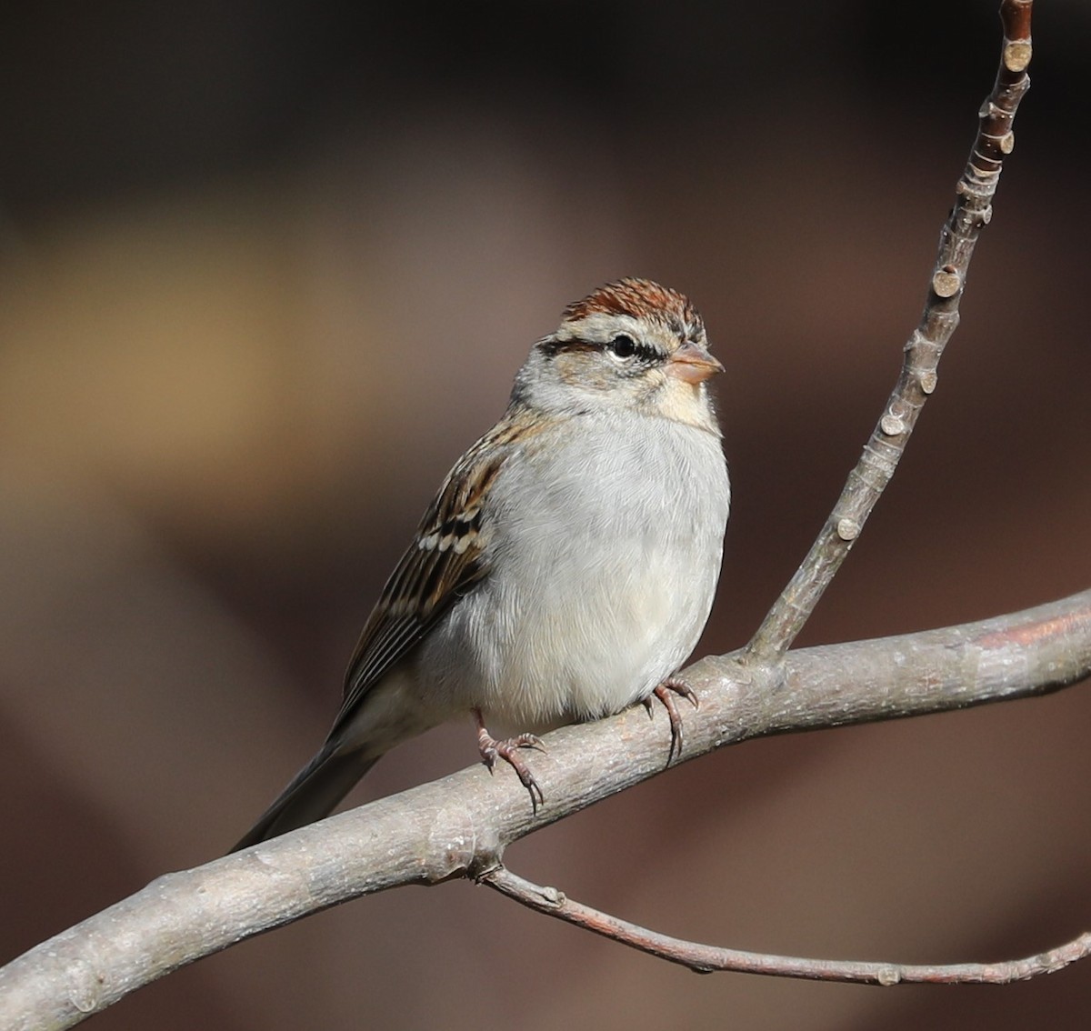 Chipping Sparrow - ML524485751
