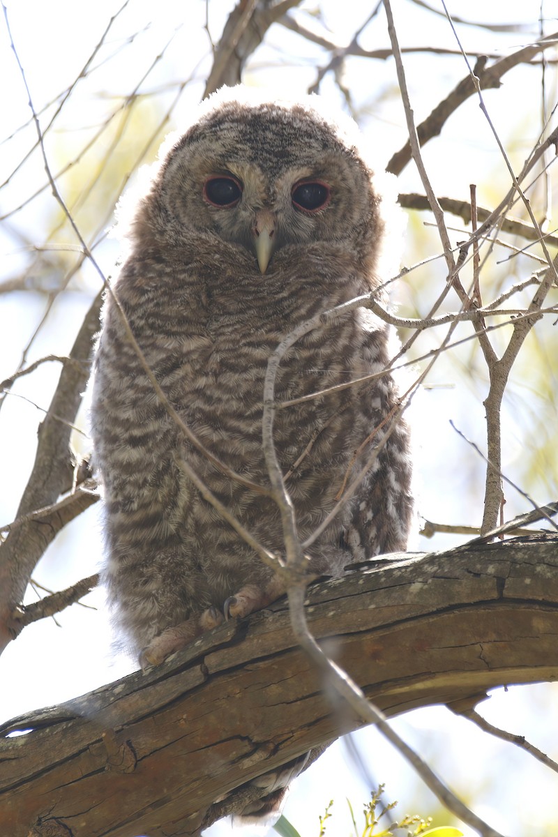 Tawny Owl - Tiago Guerreiro