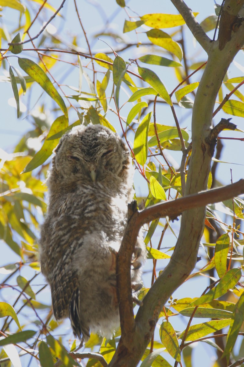 Tawny Owl - ML524486471