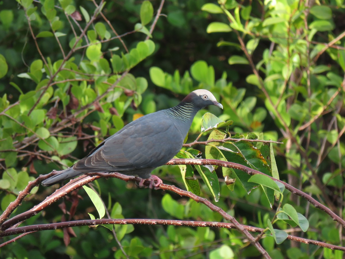 White-crowned Pigeon - ML524488291