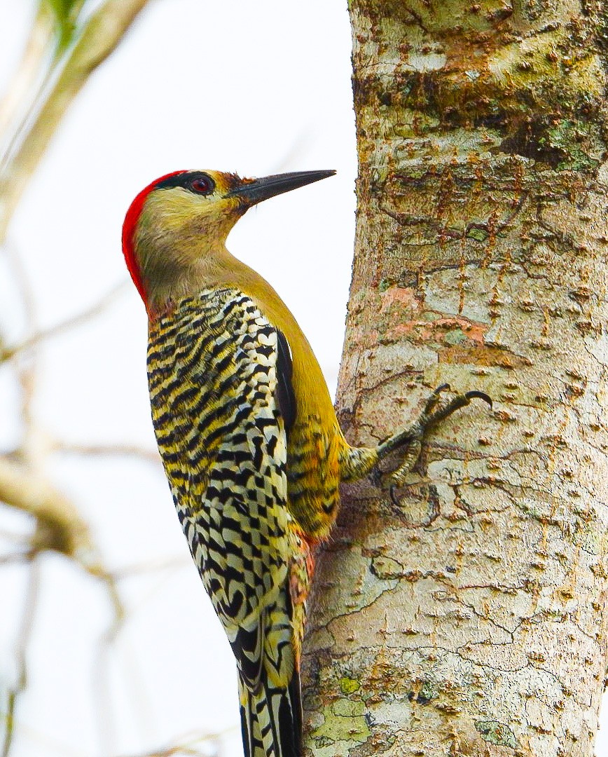 West Indian Woodpecker - ML524489391