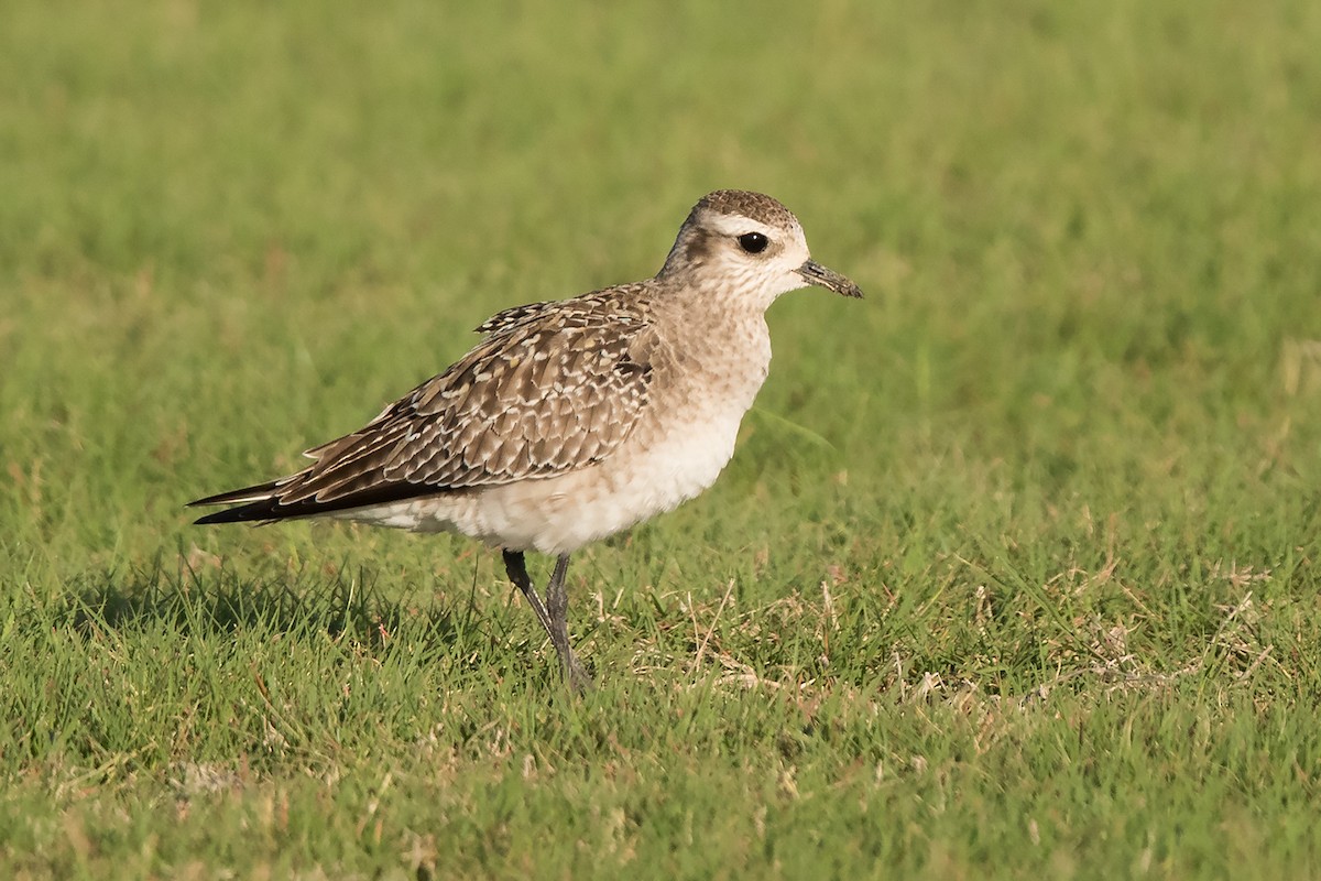 American Golden-Plover - Mike Cameron
