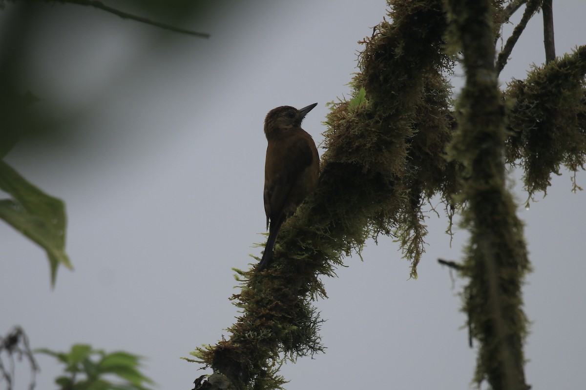 Smoky-brown Woodpecker - ML524489651