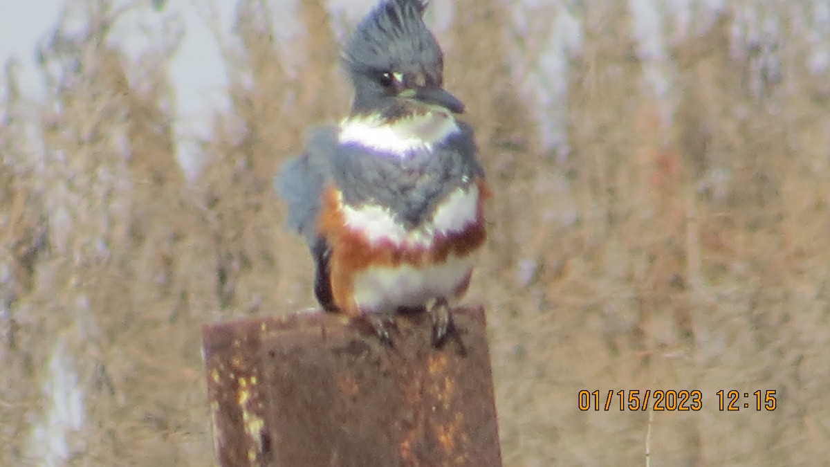 Belted Kingfisher - ML524490291