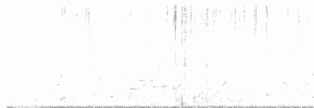 hvithodehavørn - ML524491351