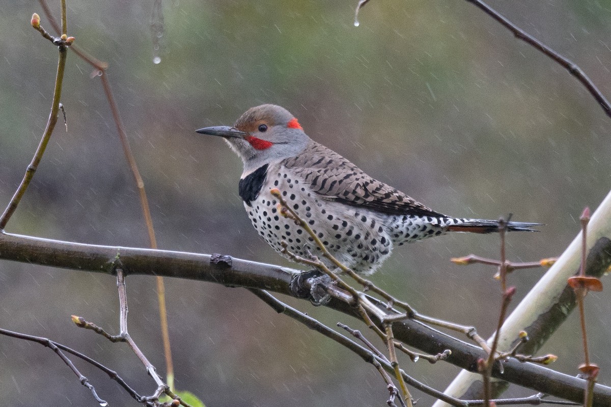 Northern Flicker (Yellow-shafted x Red-shafted) - ML524501381
