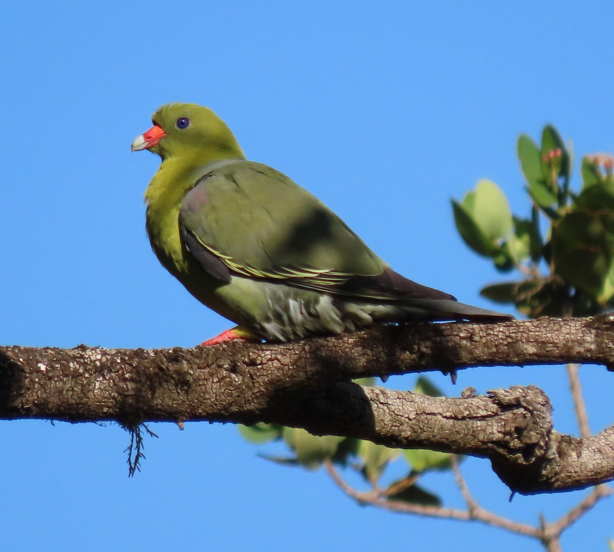 African Green-Pigeon - ML524501621