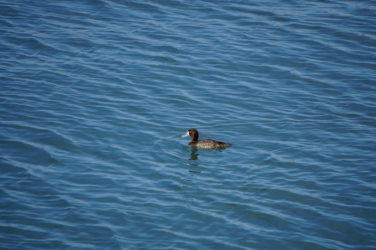 Greater Scaup - ML524507931