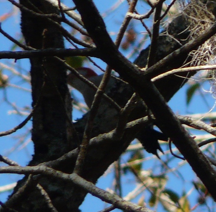 Red-bellied Woodpecker - ML524510641