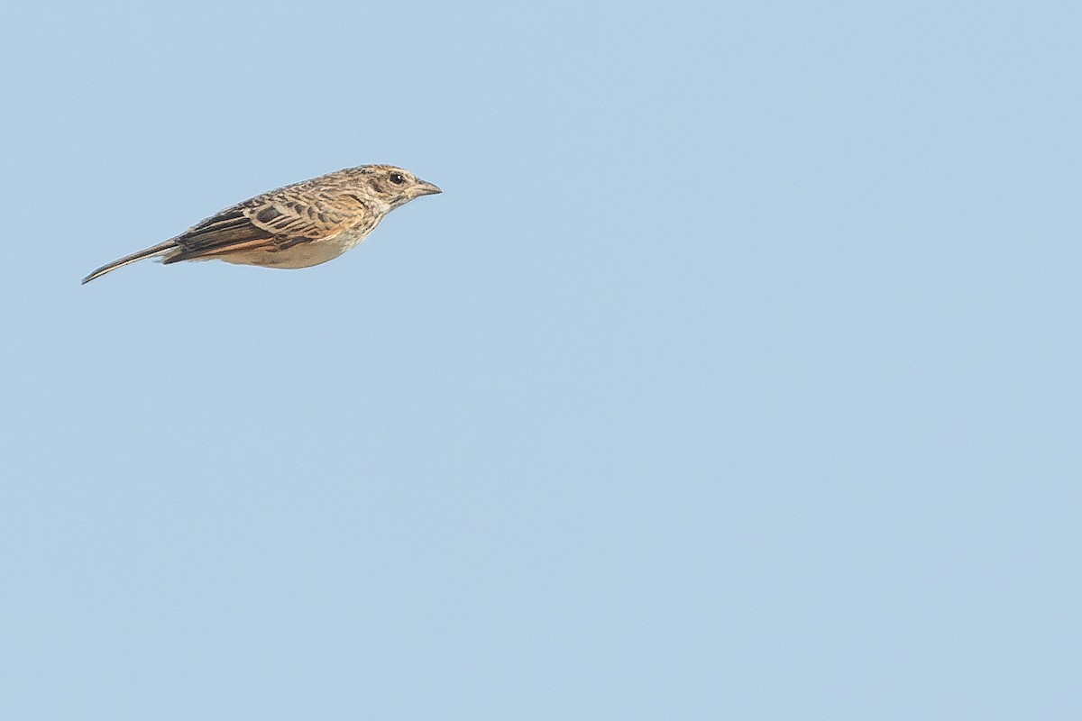 Singing Bushlark (Australasian) - ML524511081