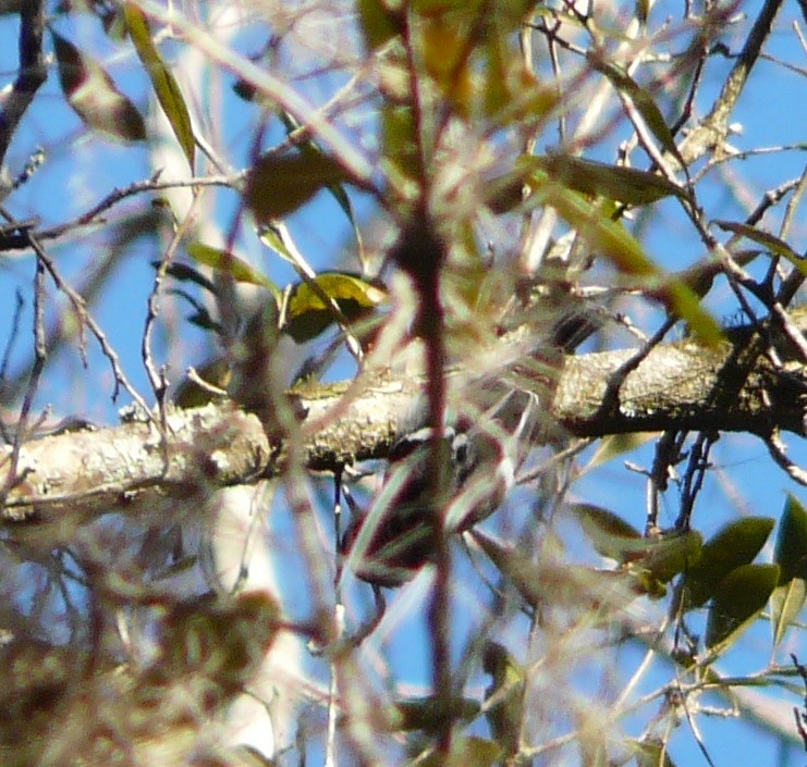 Black-and-white Warbler - ML524511721