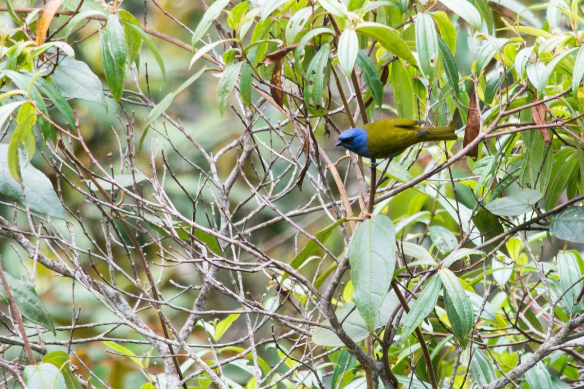 Blue-capped Tanager - Fernando Cediel Nacumero Birding