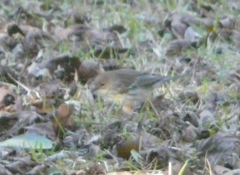 Yellow-rumped Warbler (Myrtle) - ML524511941