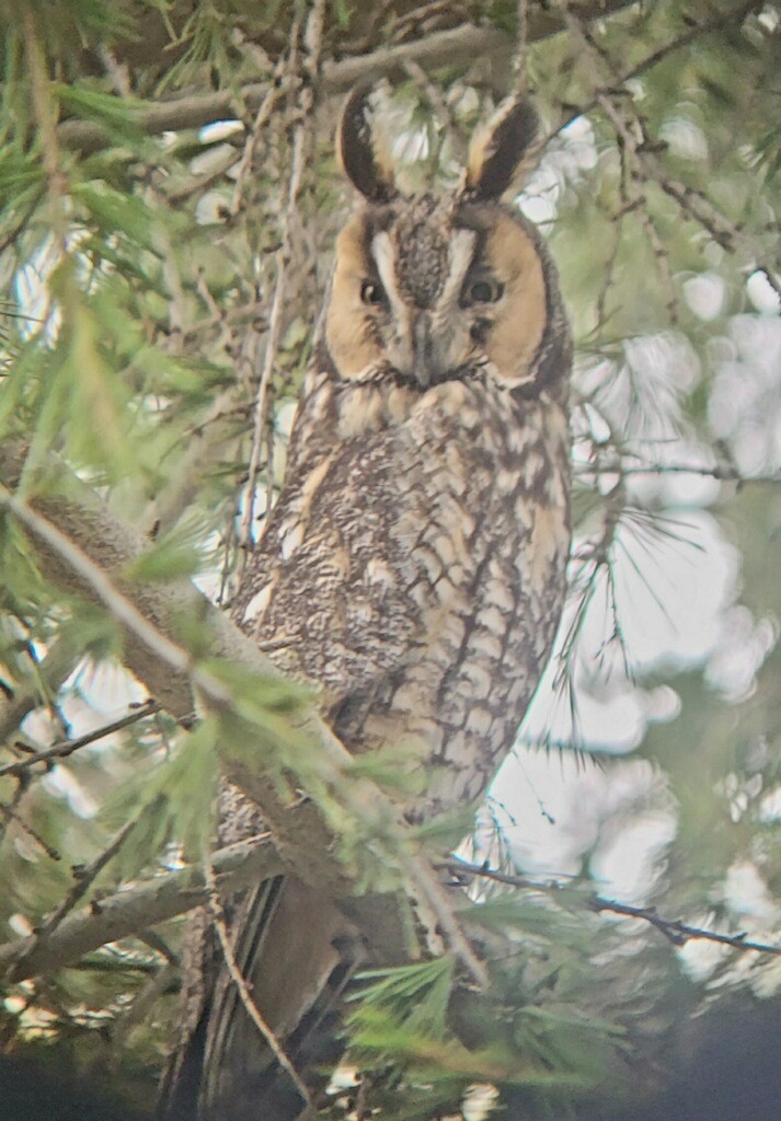 Long-eared Owl - Calen Randall