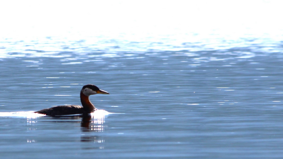 Red-necked Grebe - ML524514481