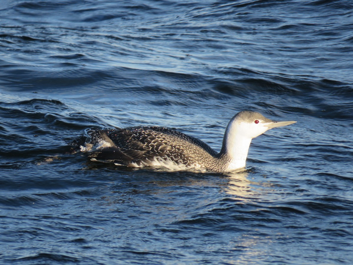 Red-throated Loon - ML524514761
