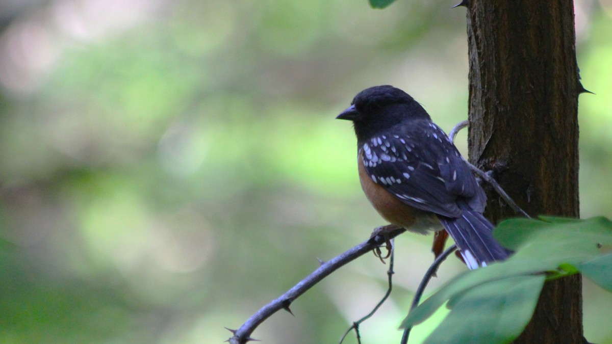 Spotted Towhee - ML524515601