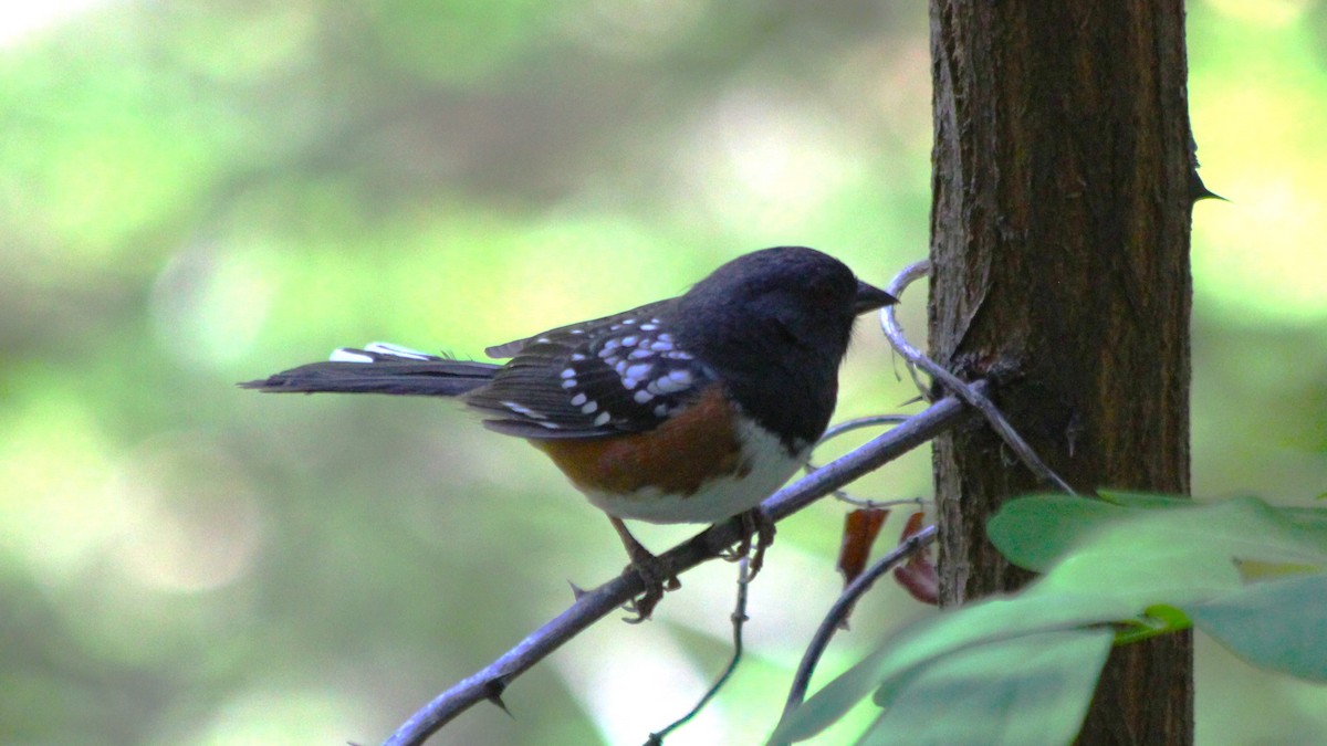 Spotted Towhee - ML524515611