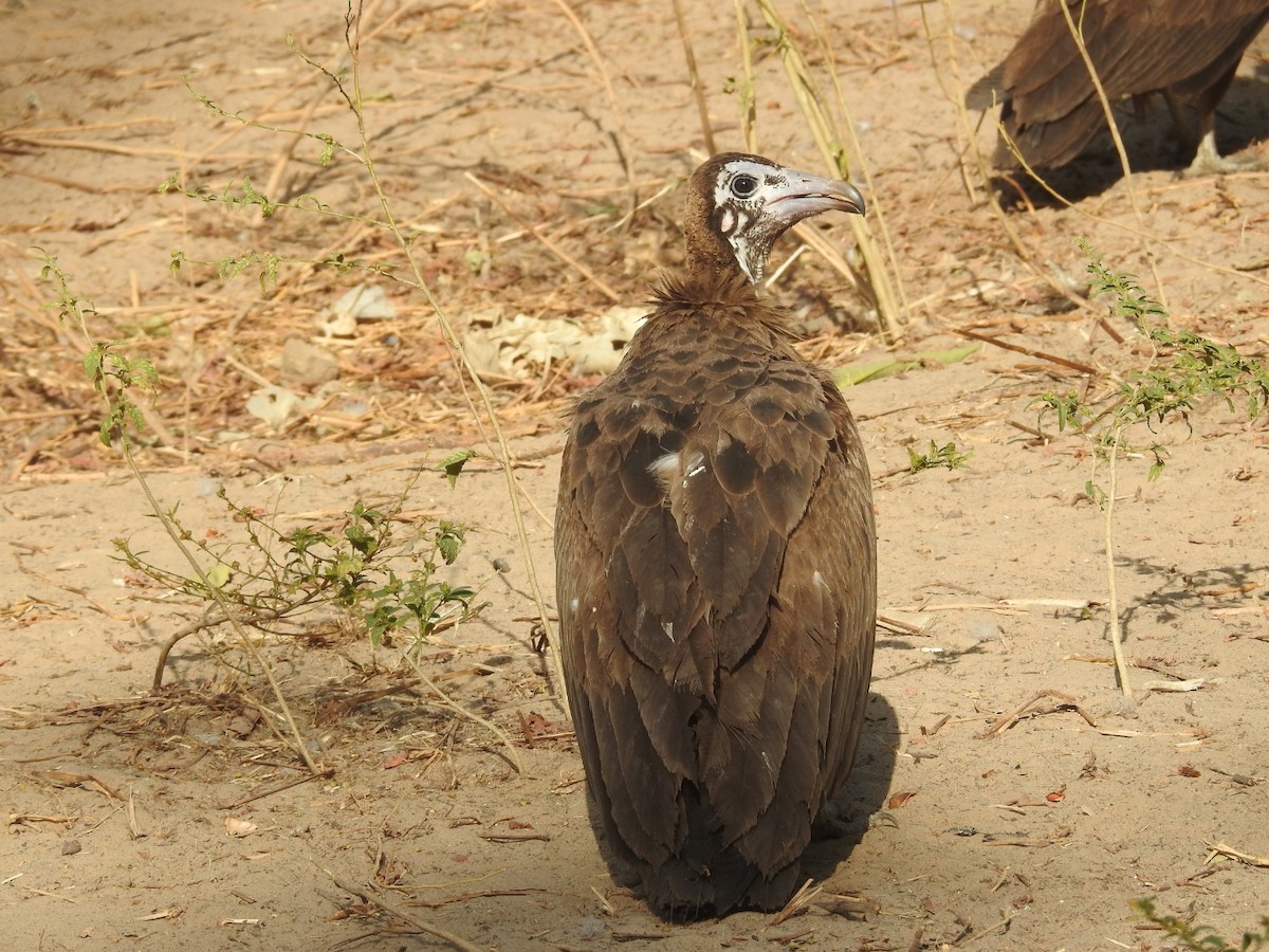Hooded Vulture - ML524515671