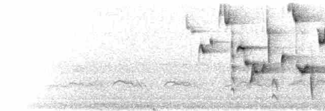  - Rufous-browed Wren