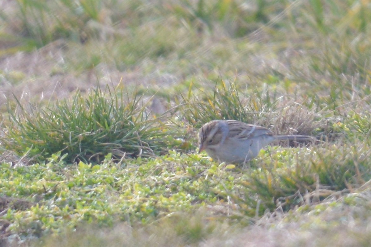 Clay-colored Sparrow - ML524521231