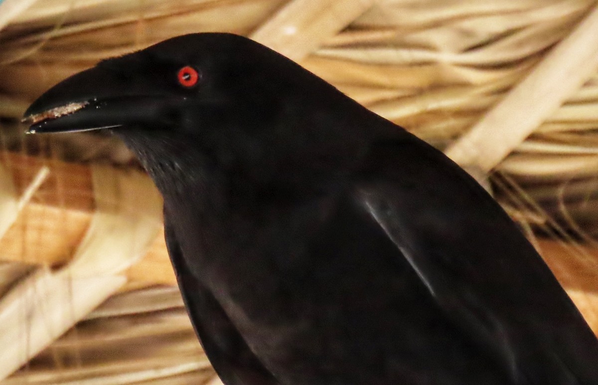 White-necked Crow - ML524523671